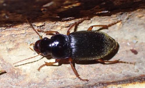 Réf. 269 448 : Pseudoophonus rufipes